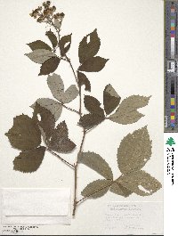 Rubus grabowskii image