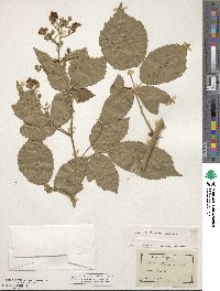 Rubus grabowskii image