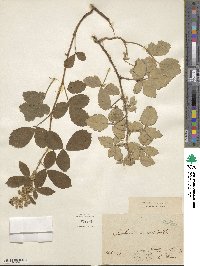 Rubus aetnicus image