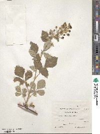 Rubus aetnicus image