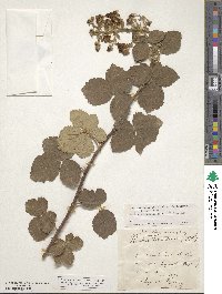 Rubus aetnicus image