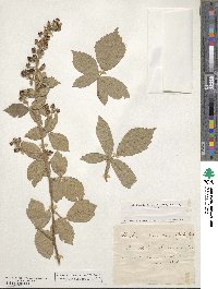 Rubus aetnicus image