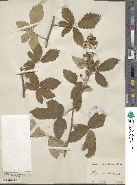 Rubus aetnicus image