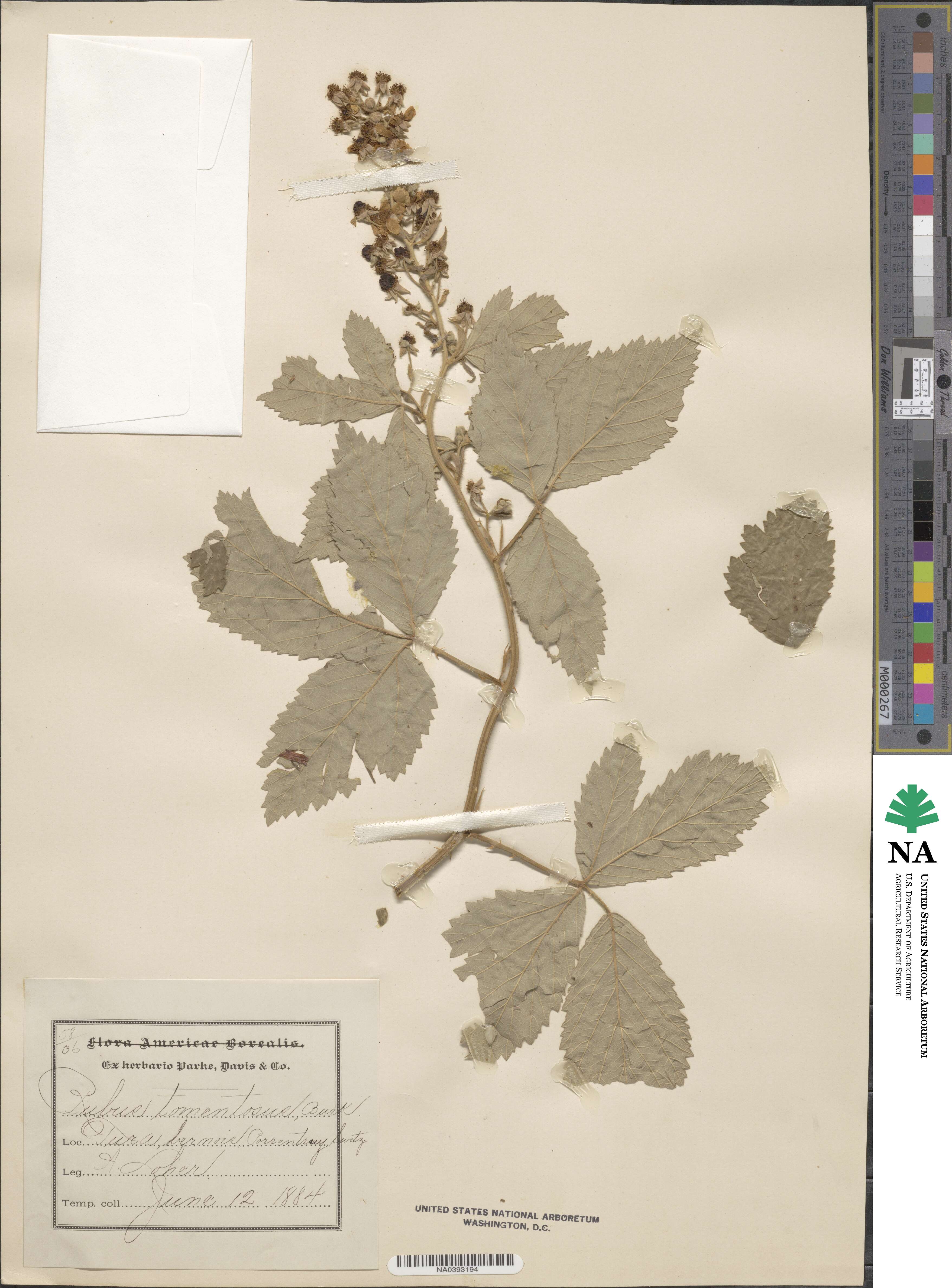 Rubus aetnicus image