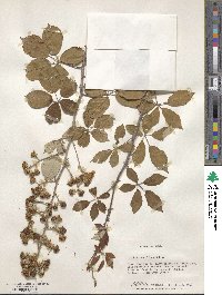 Rubus ulmifolius image