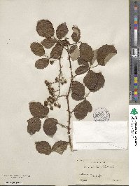 Rubus ulmifolius image