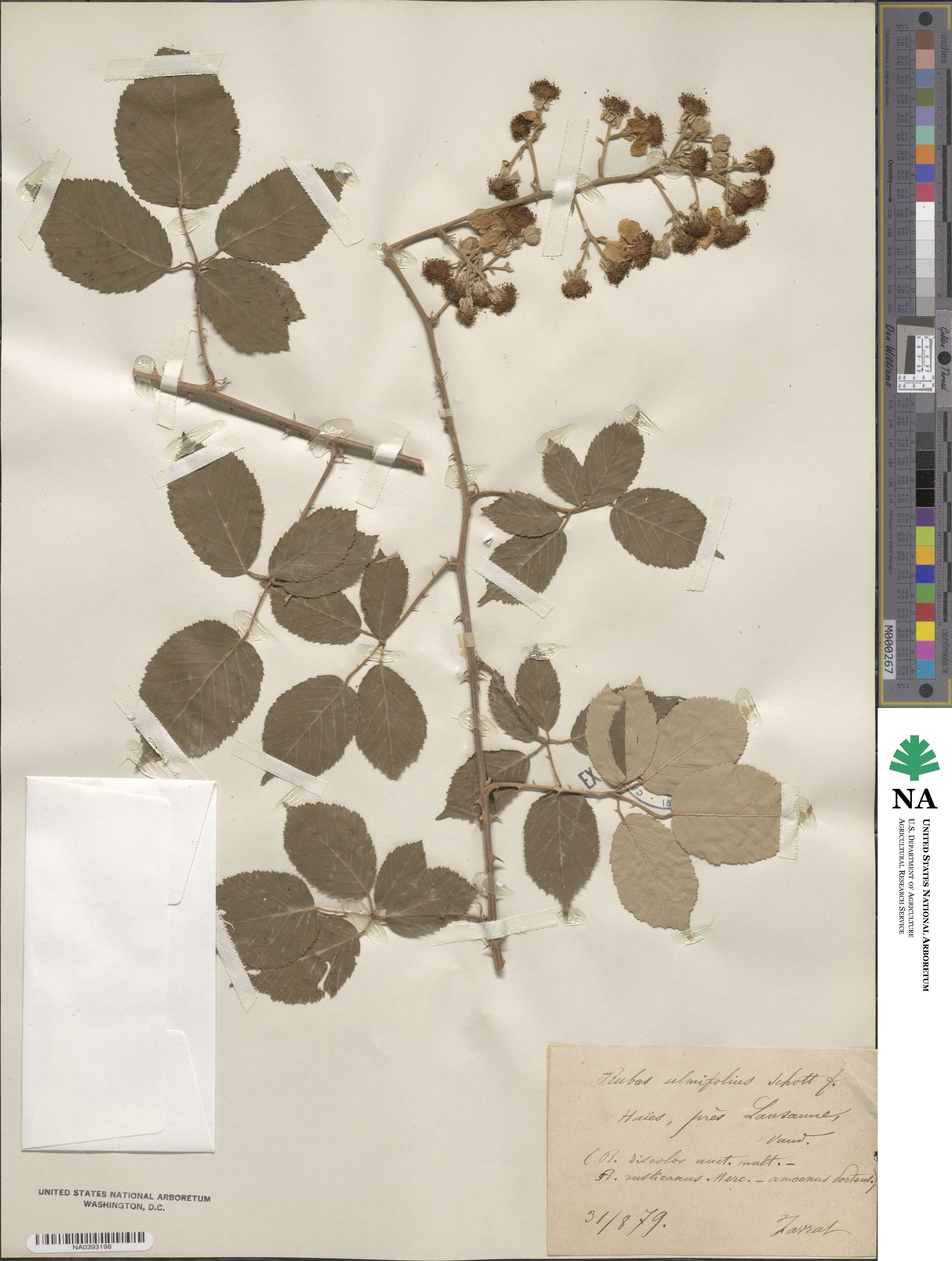 Rubus ulmifolius image