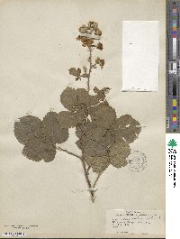 Rubus ulmifolius image