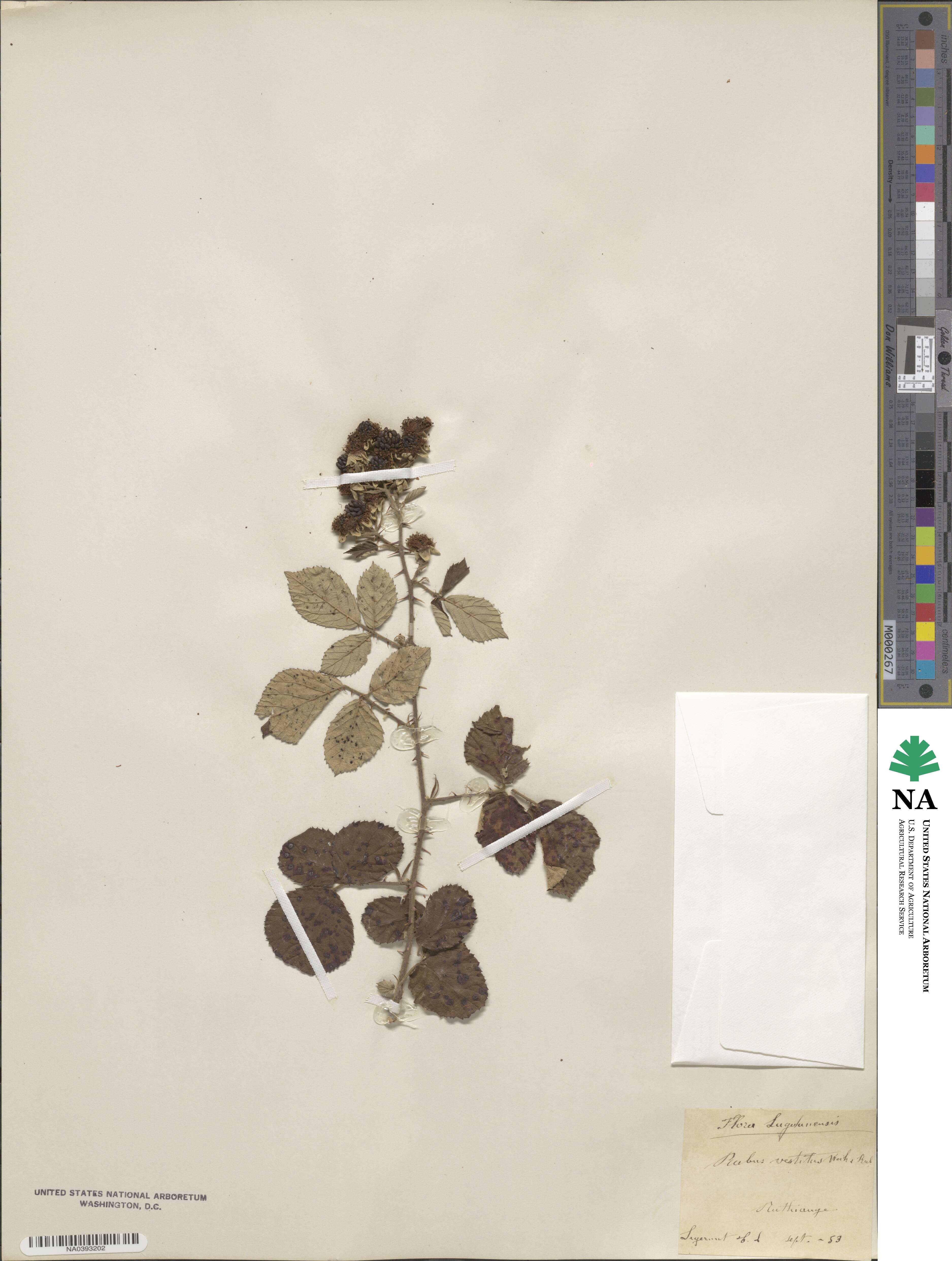 Rubus vestitus image