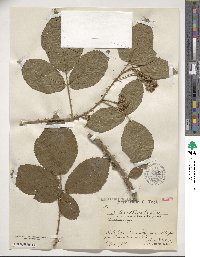 Rubus villicaulis image