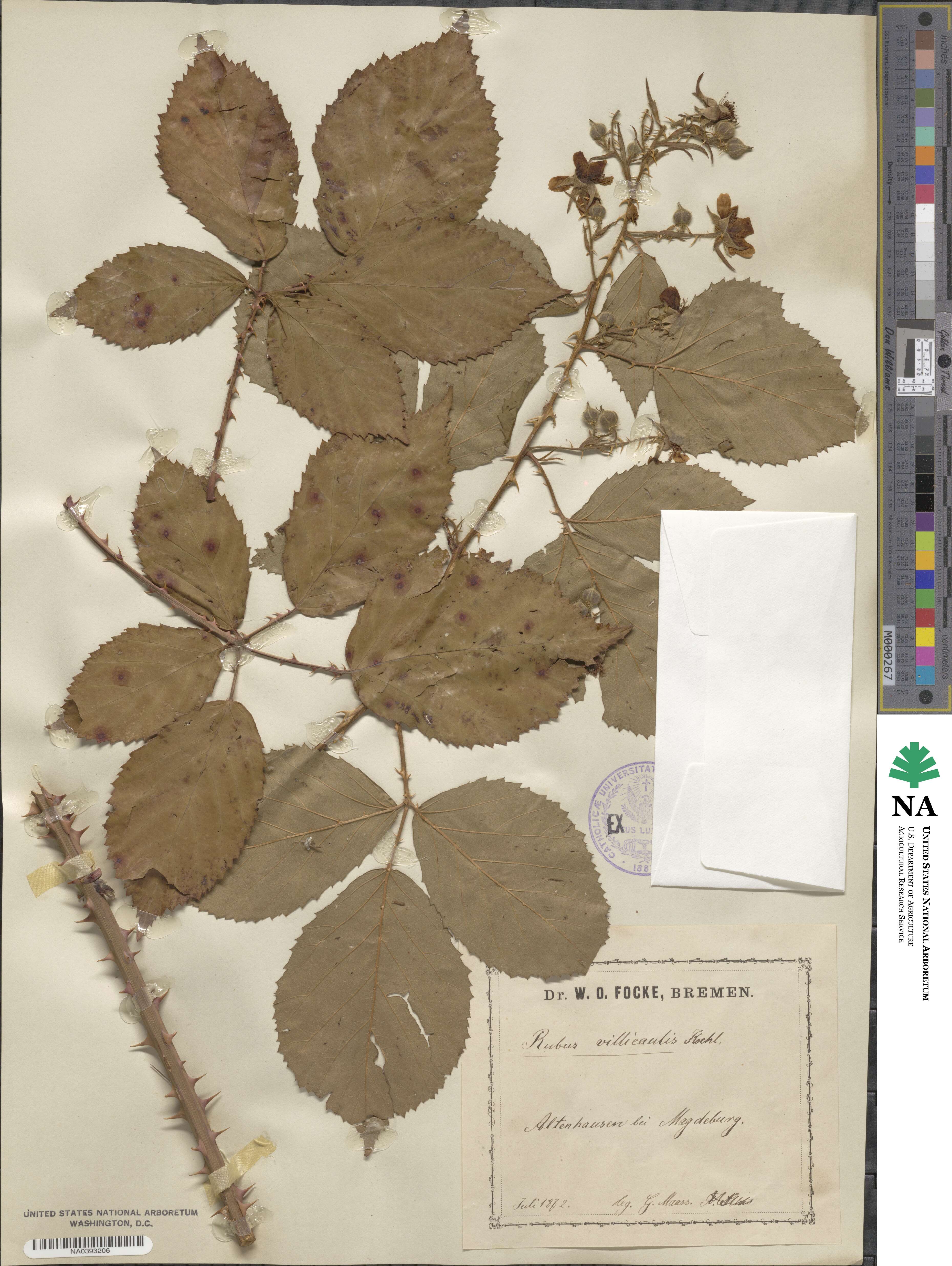 Rubus villicaulis image