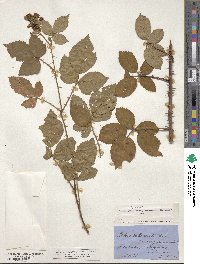 Rubus villicaulis image