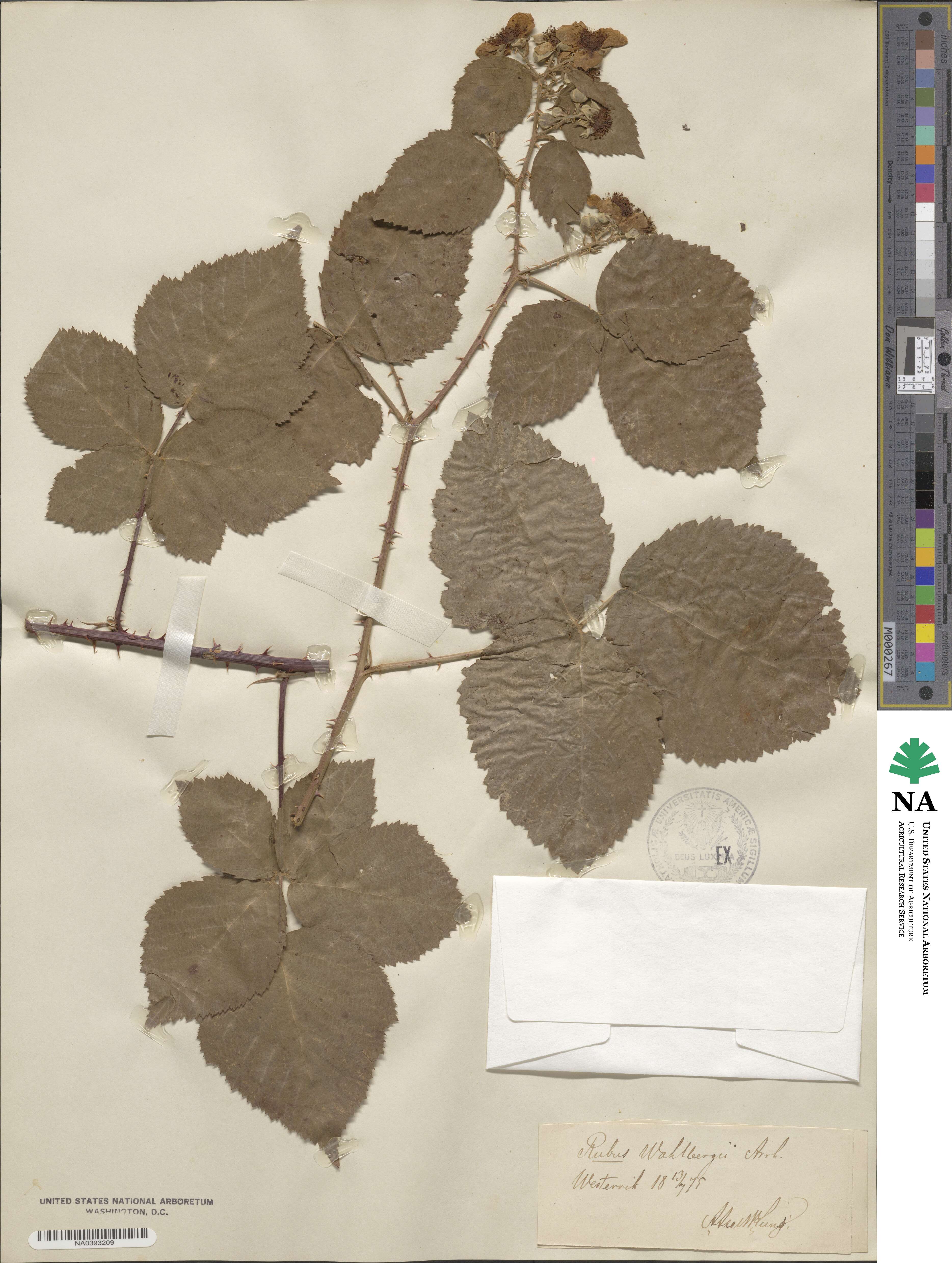 Rubus wahlbergii image