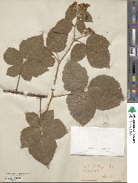 Rubus wahlbergii image