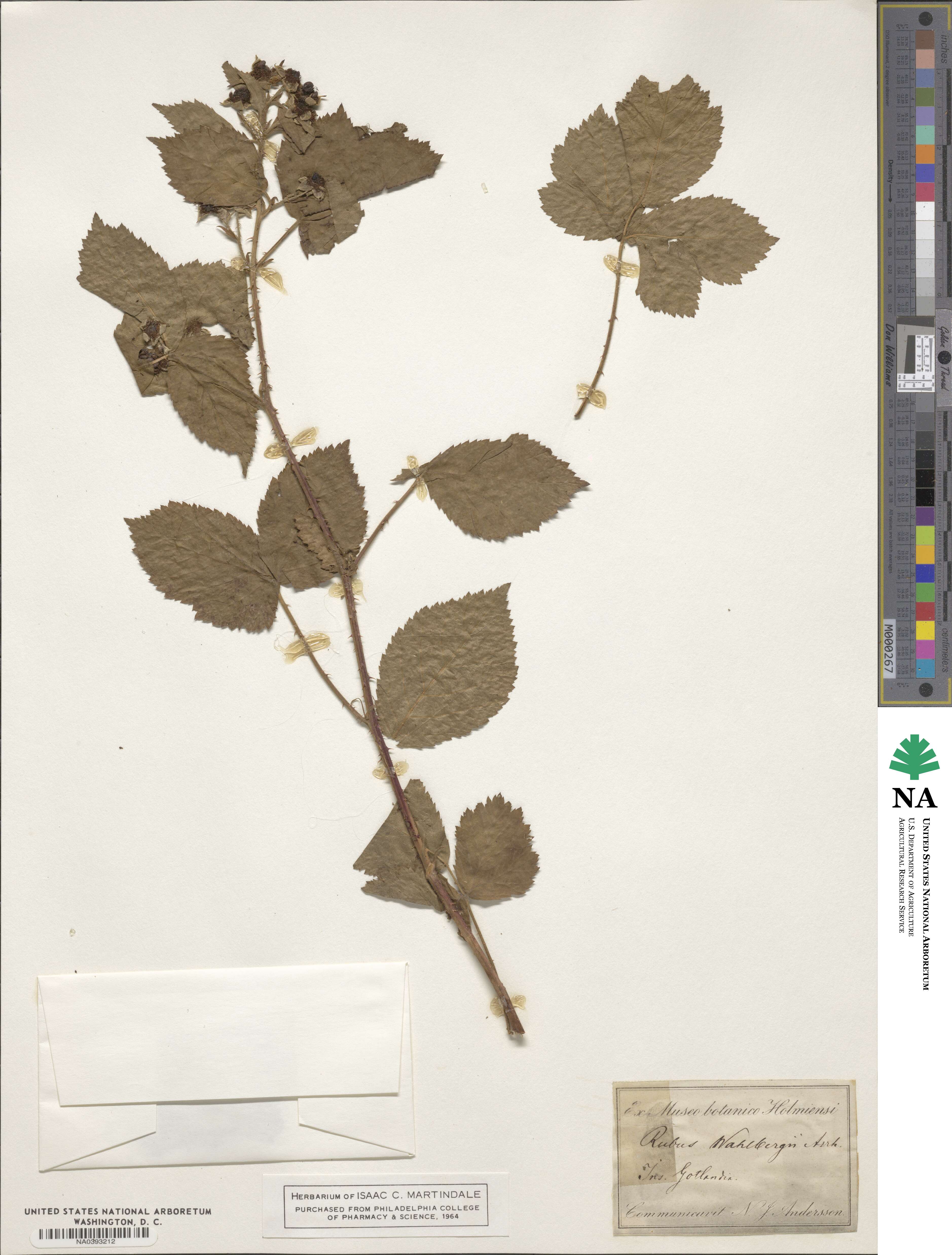 Rubus wahlbergii image