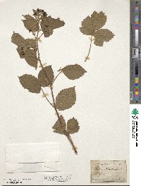 Rubus wahlbergii image