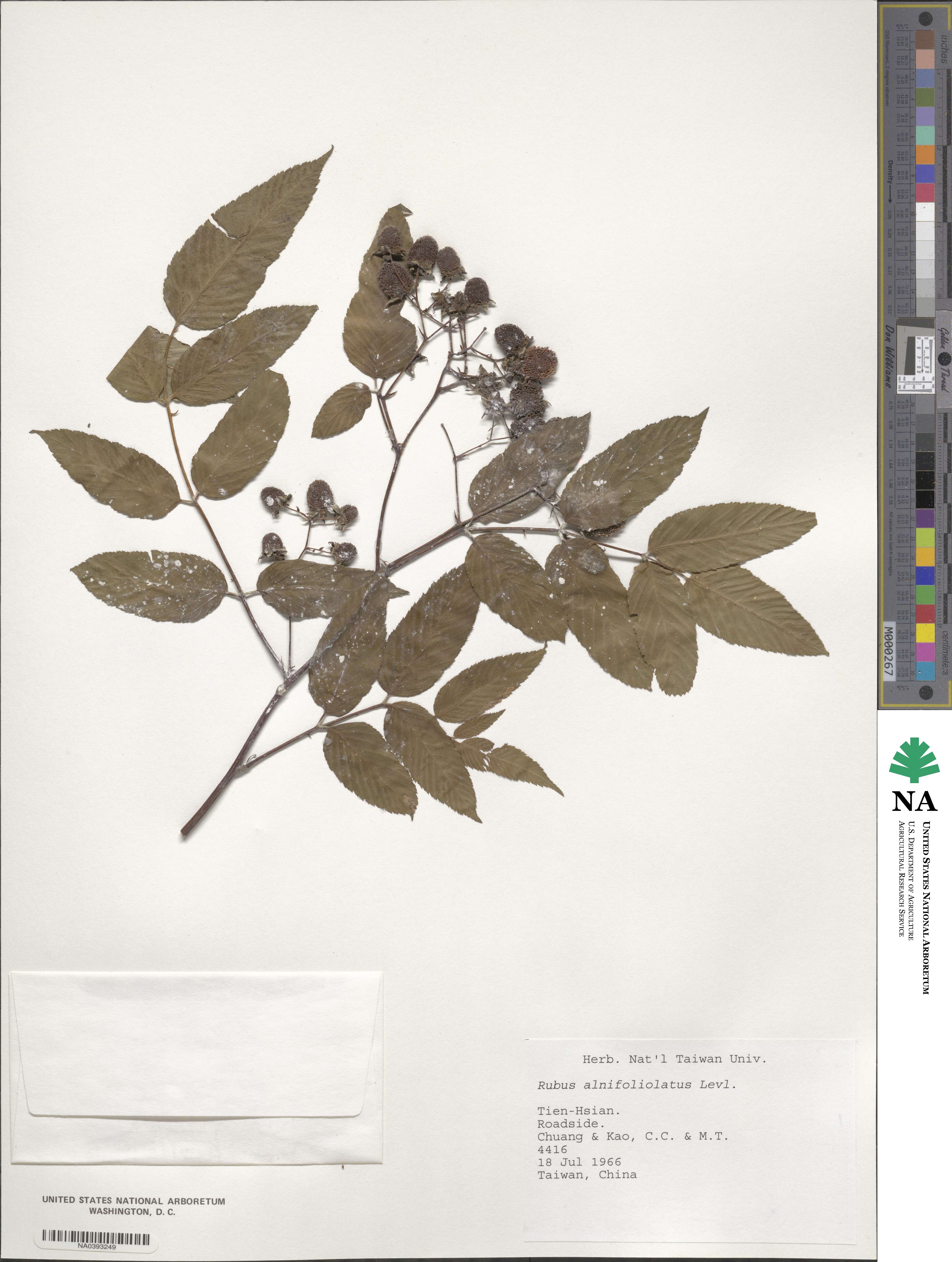 Rubus alnifoliolatus image