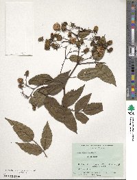 Rubus alnifoliolatus image