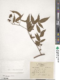 Rubus alnifoliolatus image