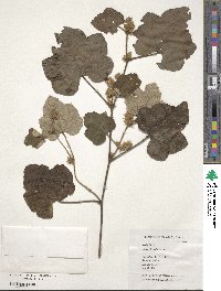 Rubus alceifolius image