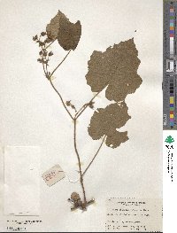 Rubus amphidasys image