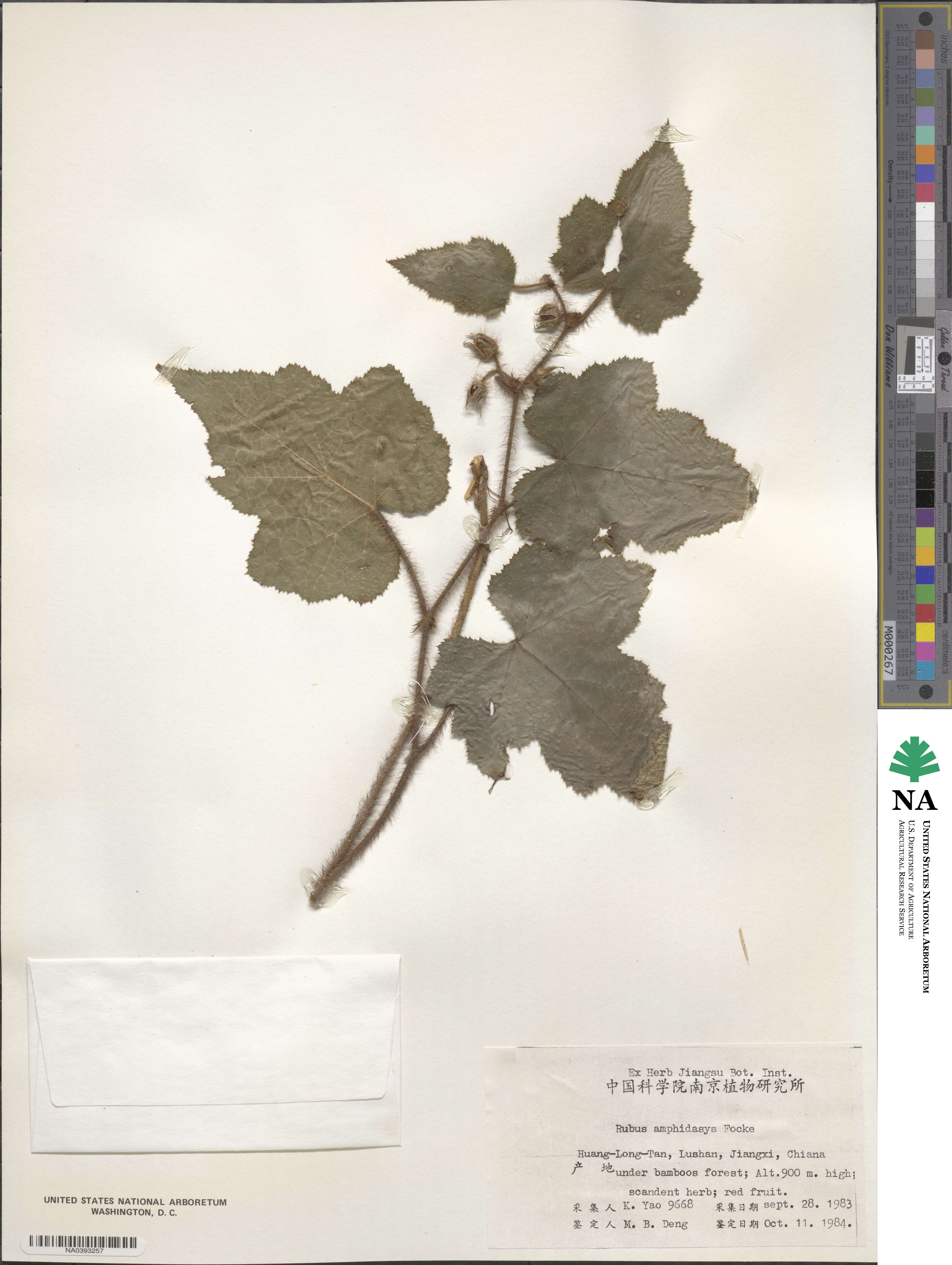 Rubus amphidasys image