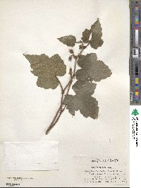 Rubus amphidasys image