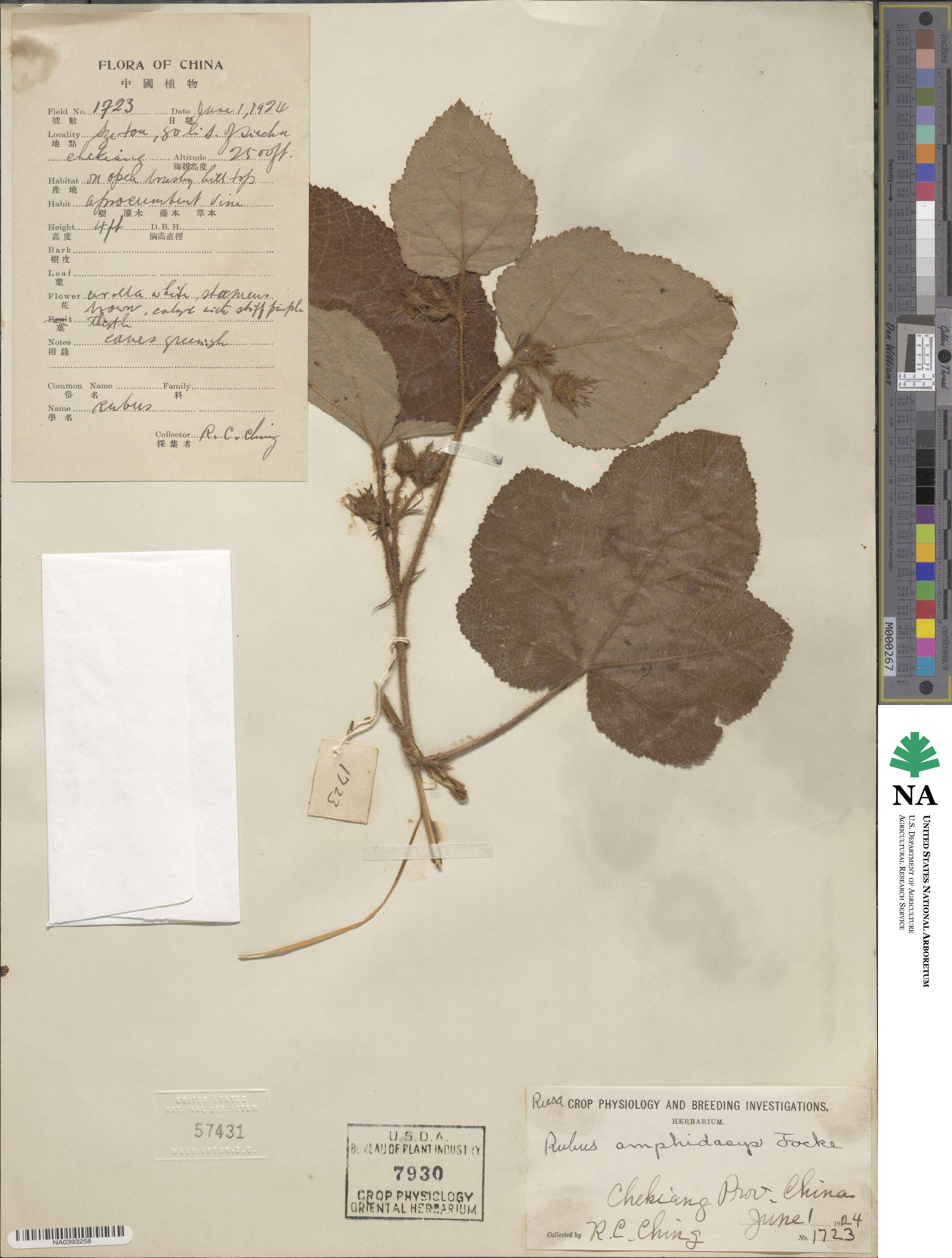 Rubus amphidasys image