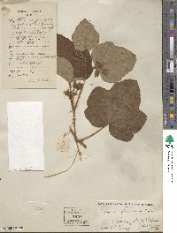 Rubus amphidasys image