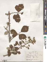 Rubus sanctus image