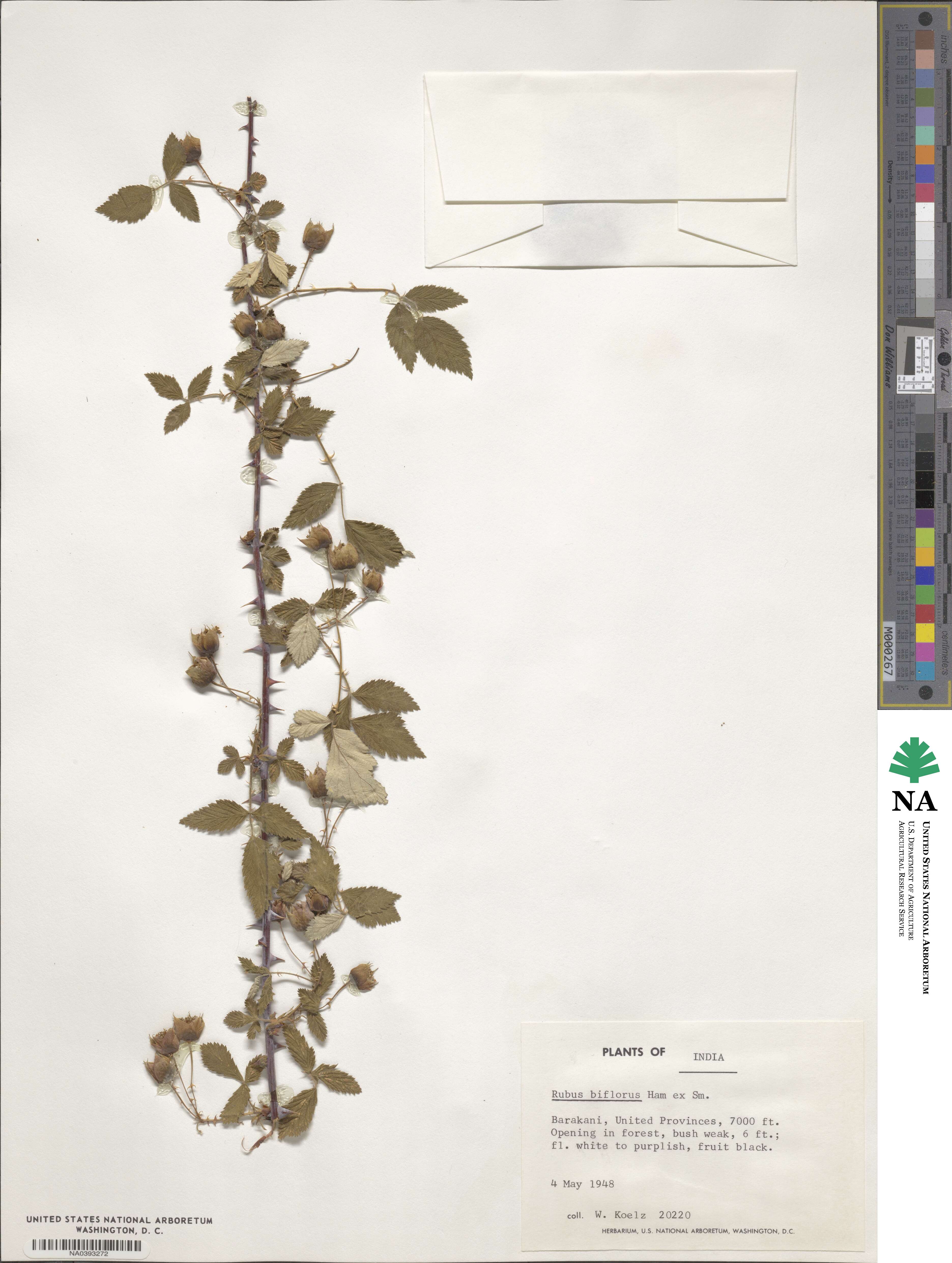 Rubus biflorus image