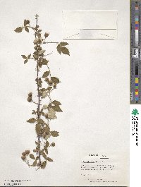 Rubus biflorus image