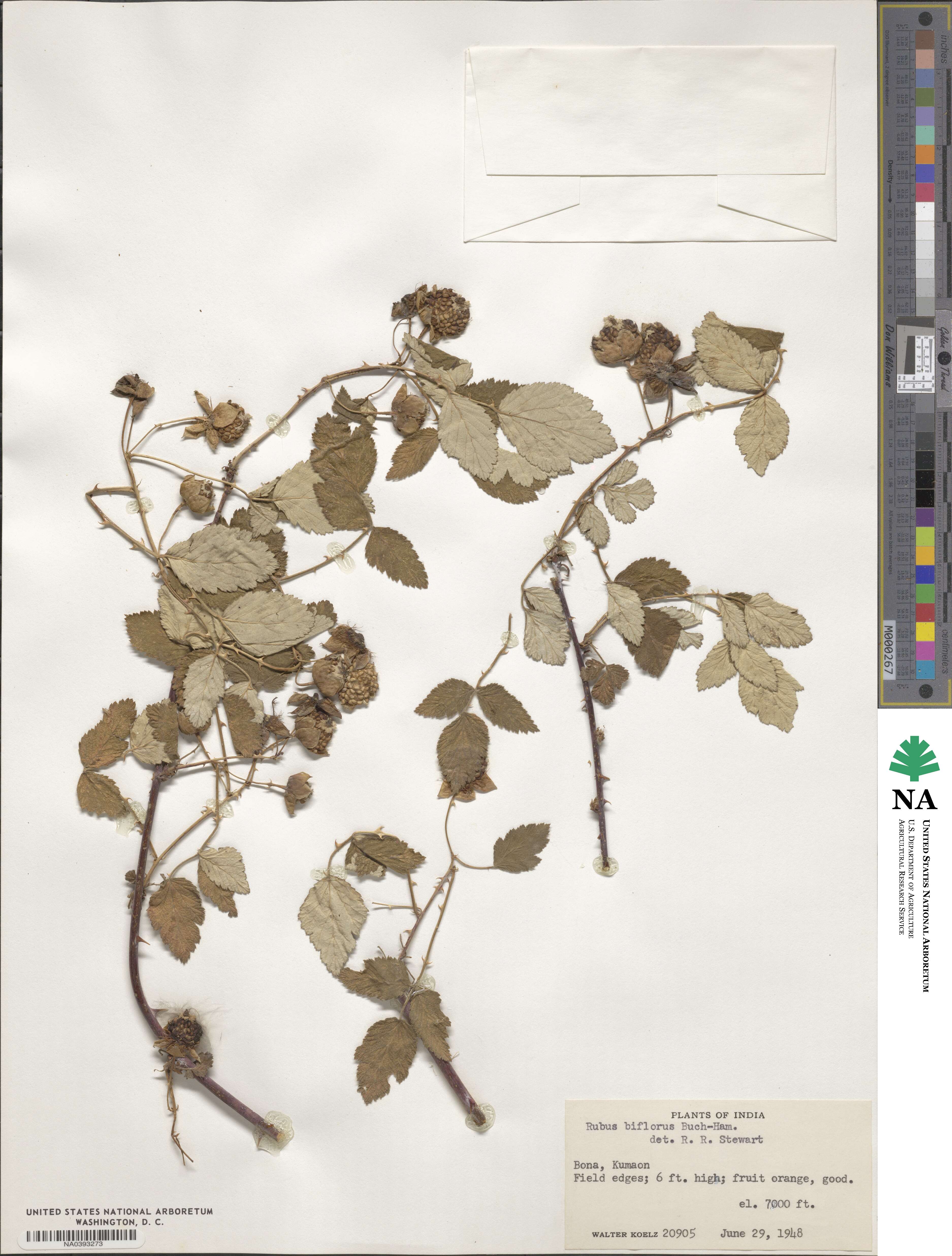 Rubus biflorus image