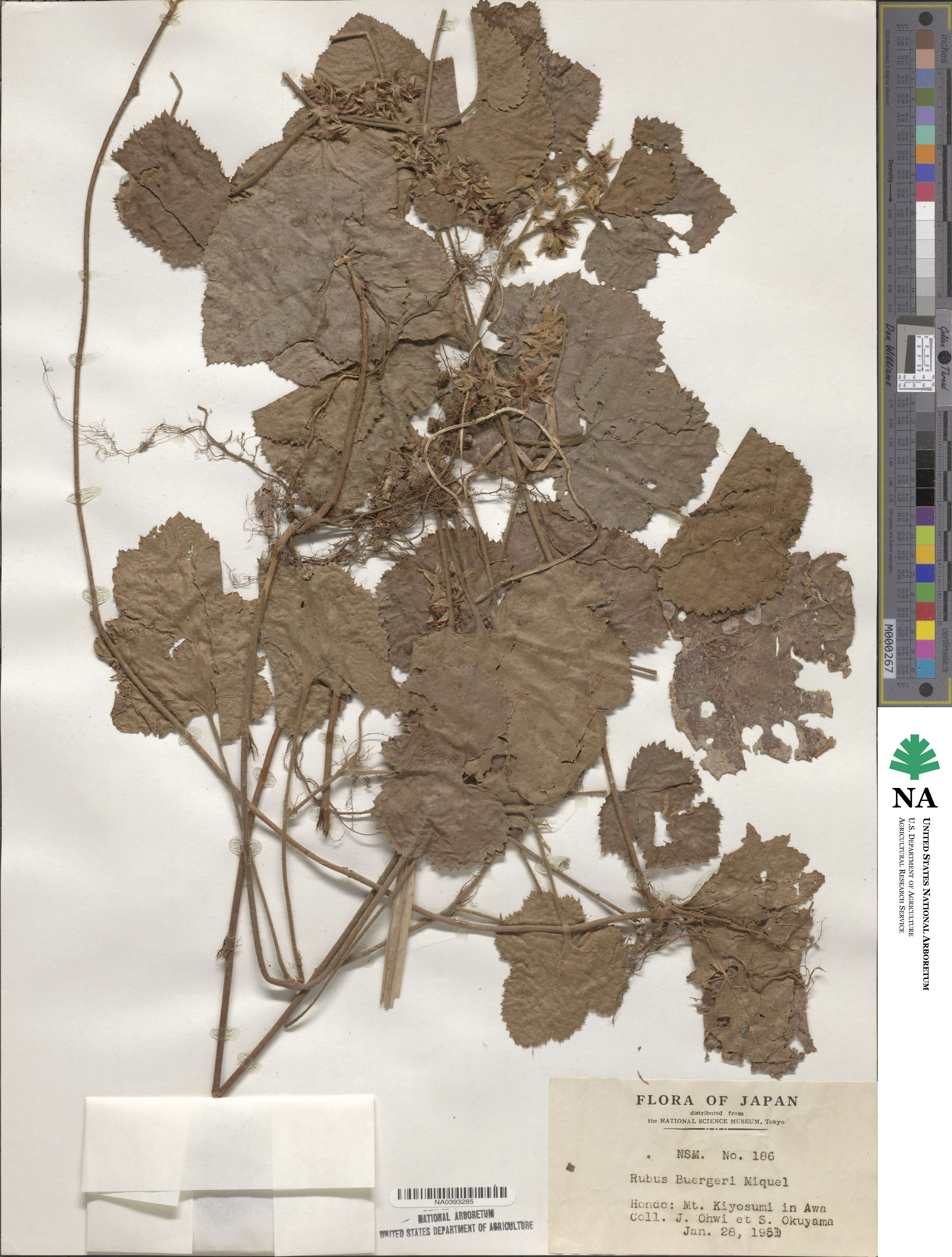 Rubus buergeri image