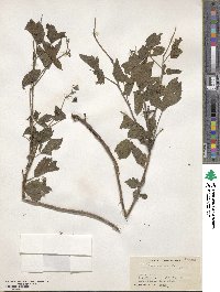 Rubus caesius image