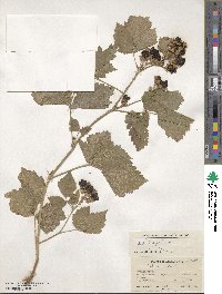 Rubus caesius image