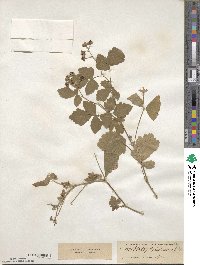 Rubus caesius image