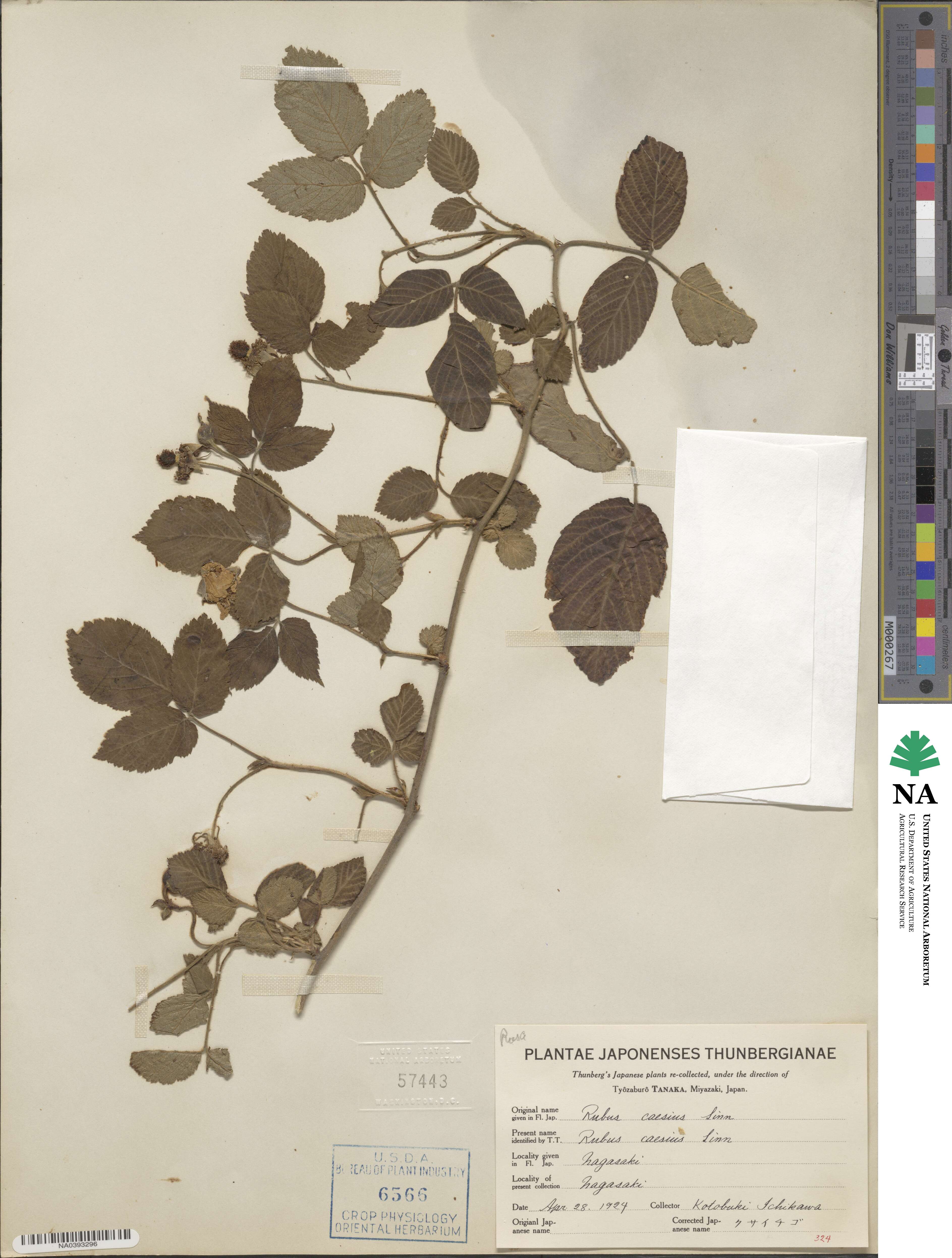 Rubus caesius image