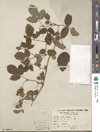 Rubus caesius image