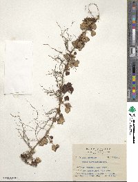 Rubus calycinoides image