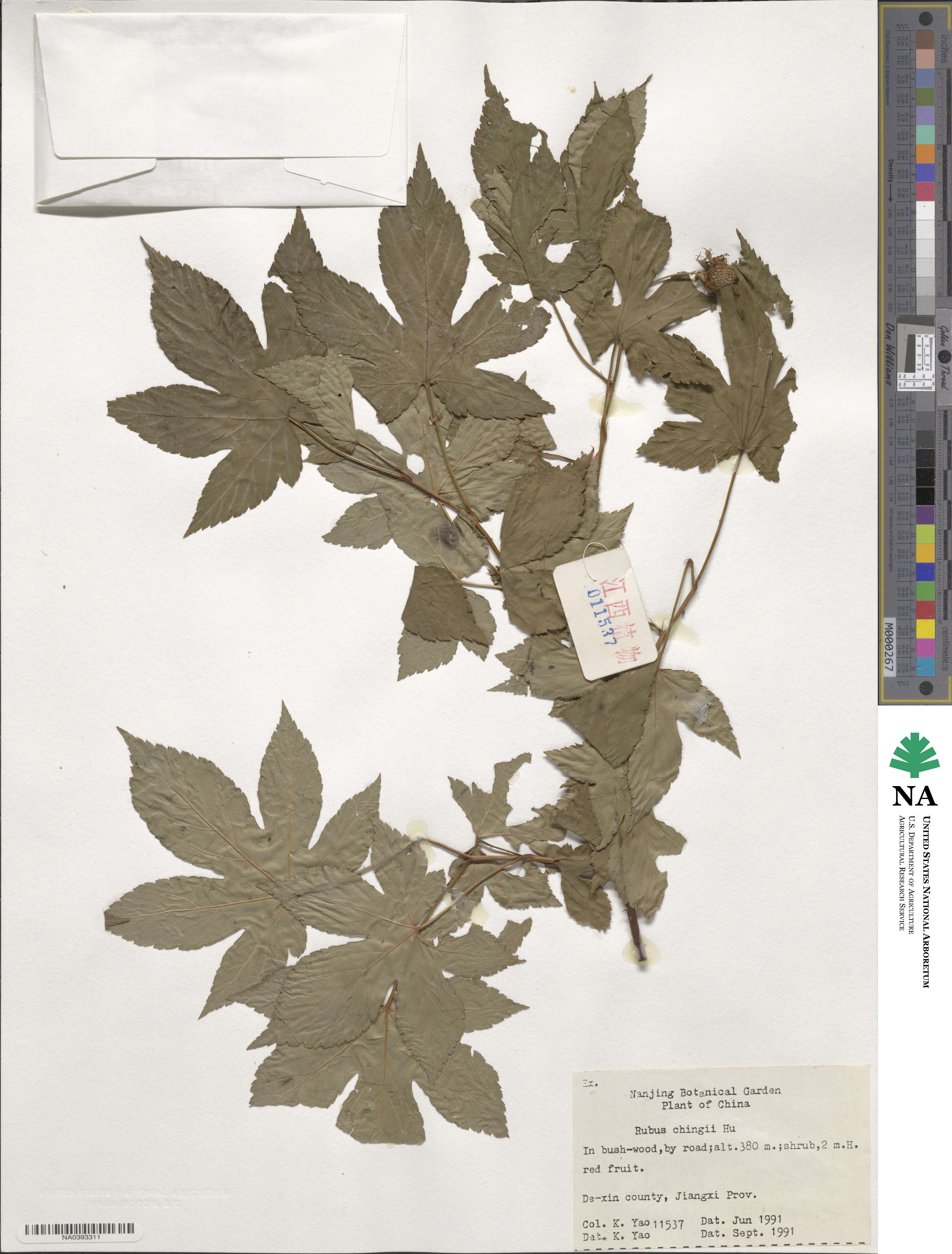 Rubus chingii image