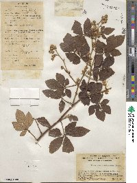 Rubus cochinchinensis image