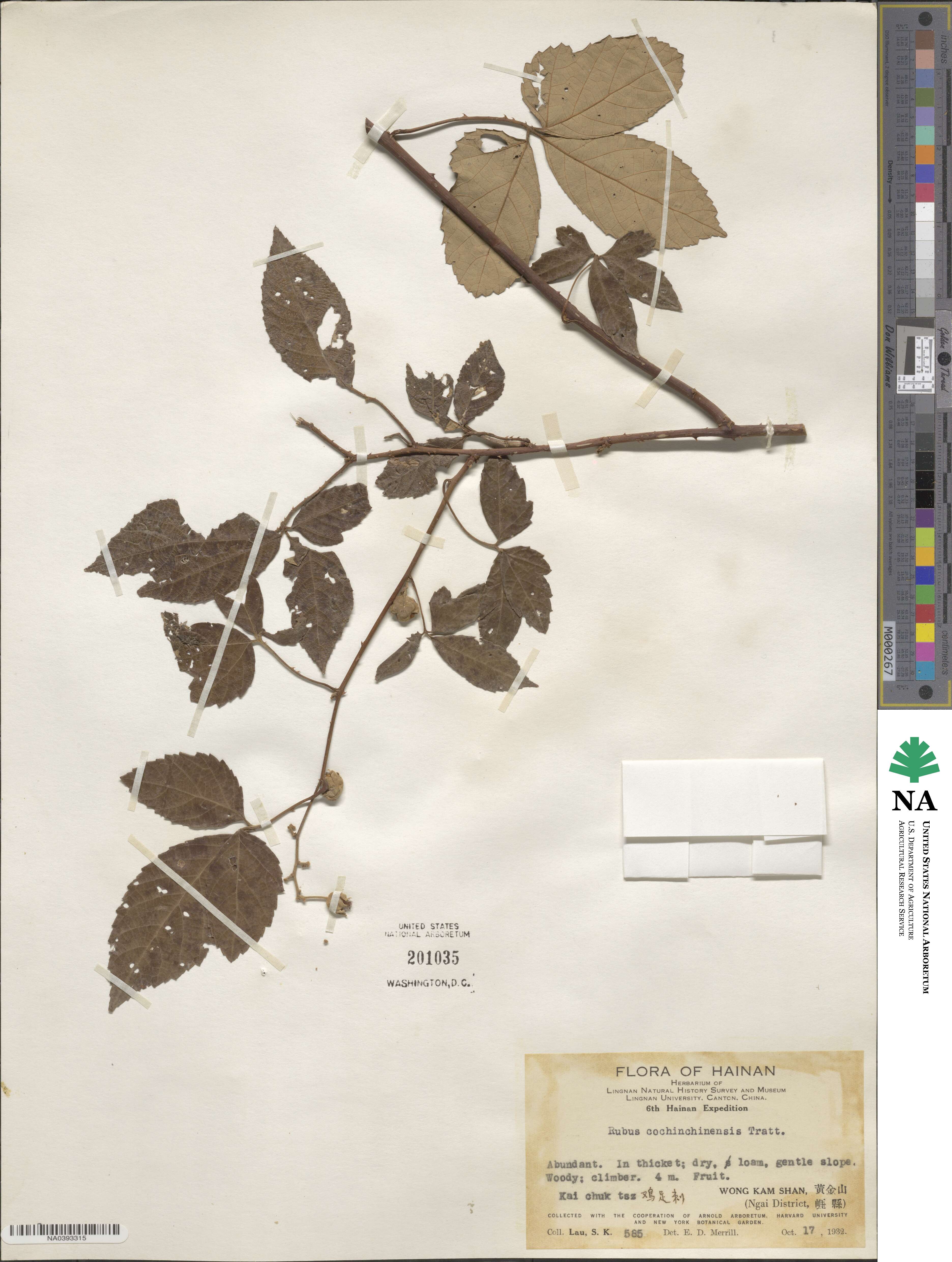 Rubus cochinchinensis image