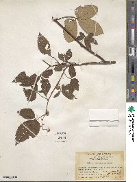 Rubus cochinchinensis image