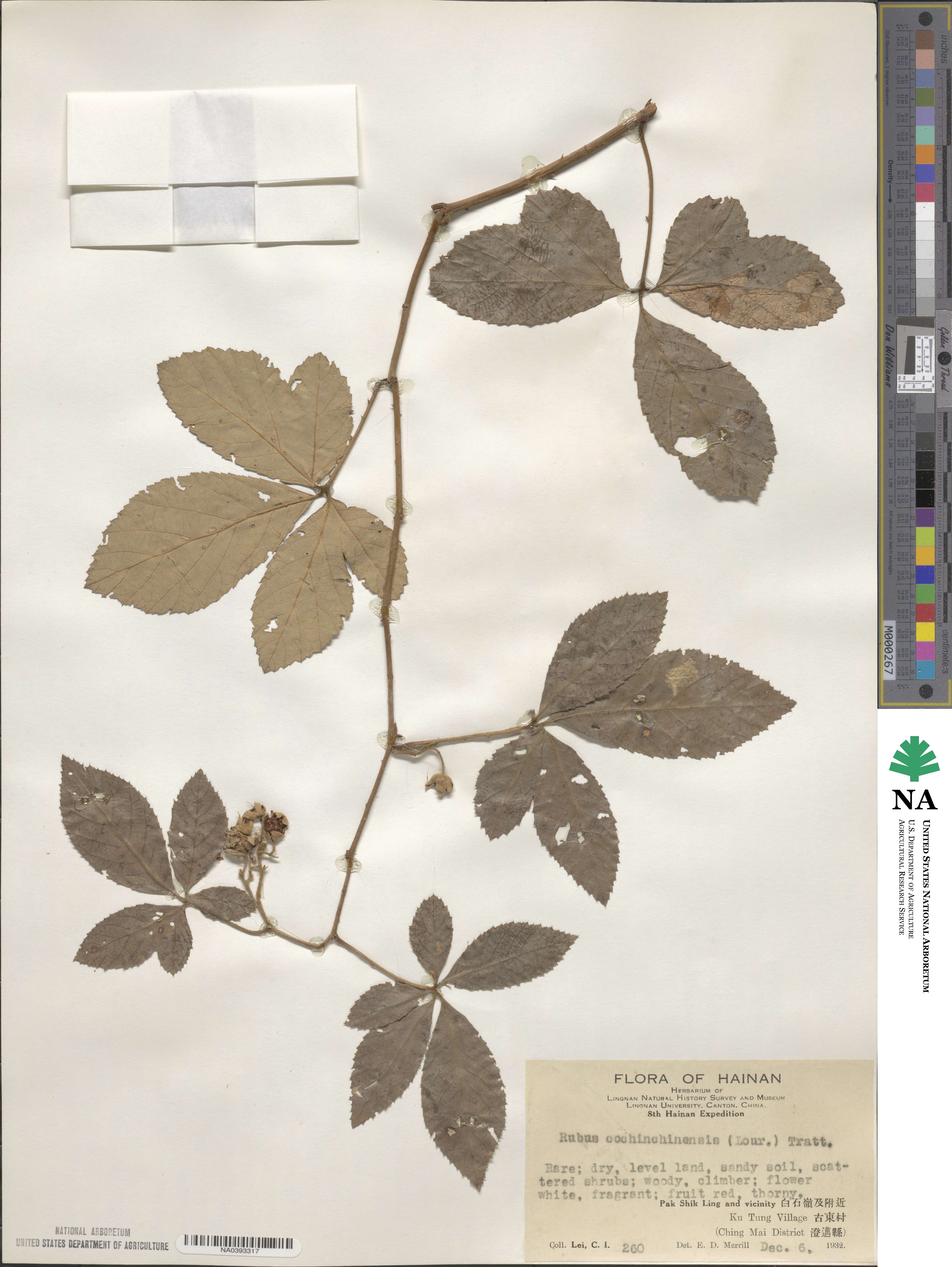 Rubus cochinchinensis image