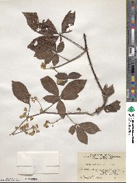 Rubus cochinchinensis image