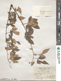 Rubus cochinchinensis image