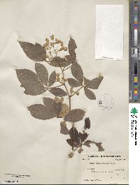 Rubus cochinchinensis image