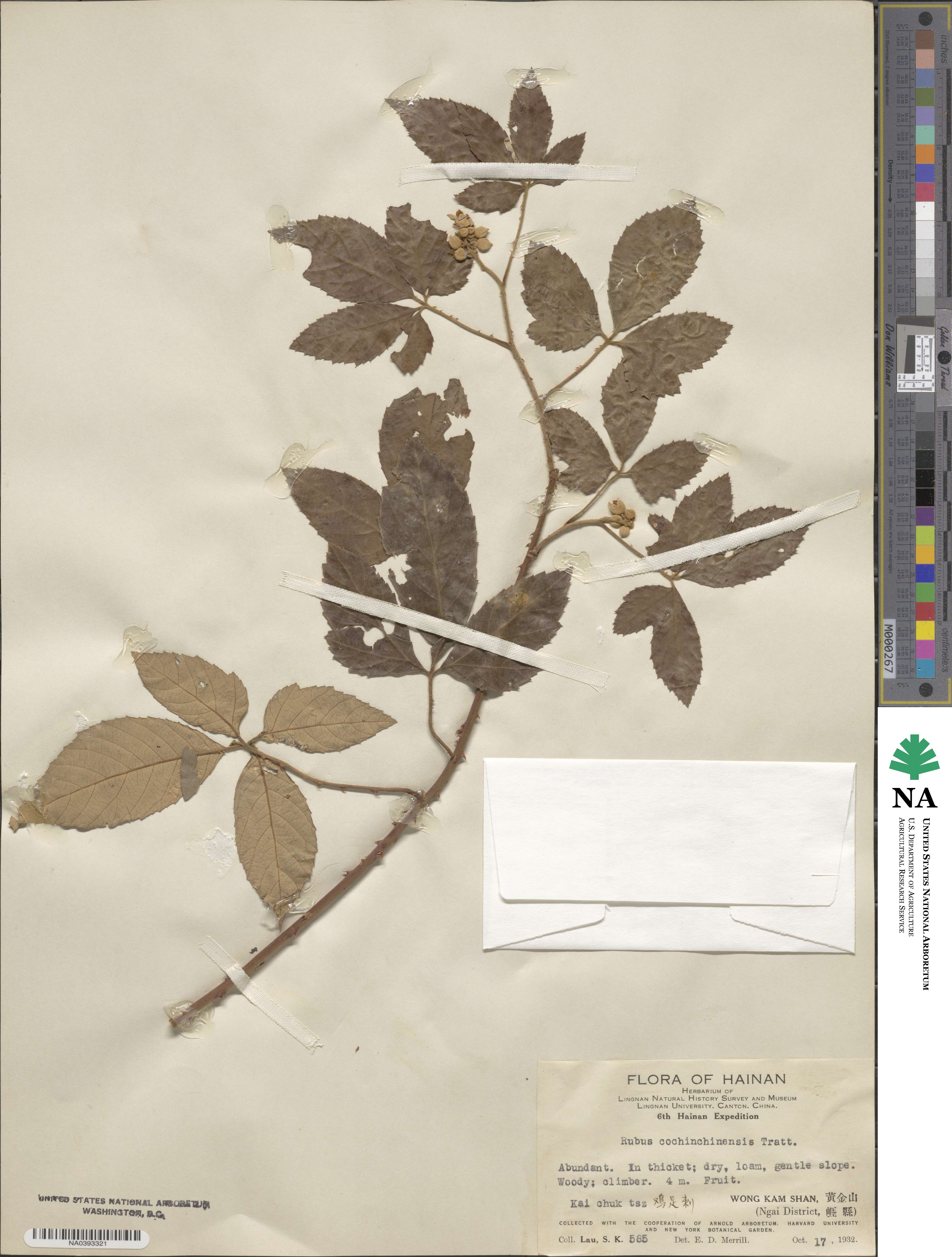 Rubus cochinchinensis image