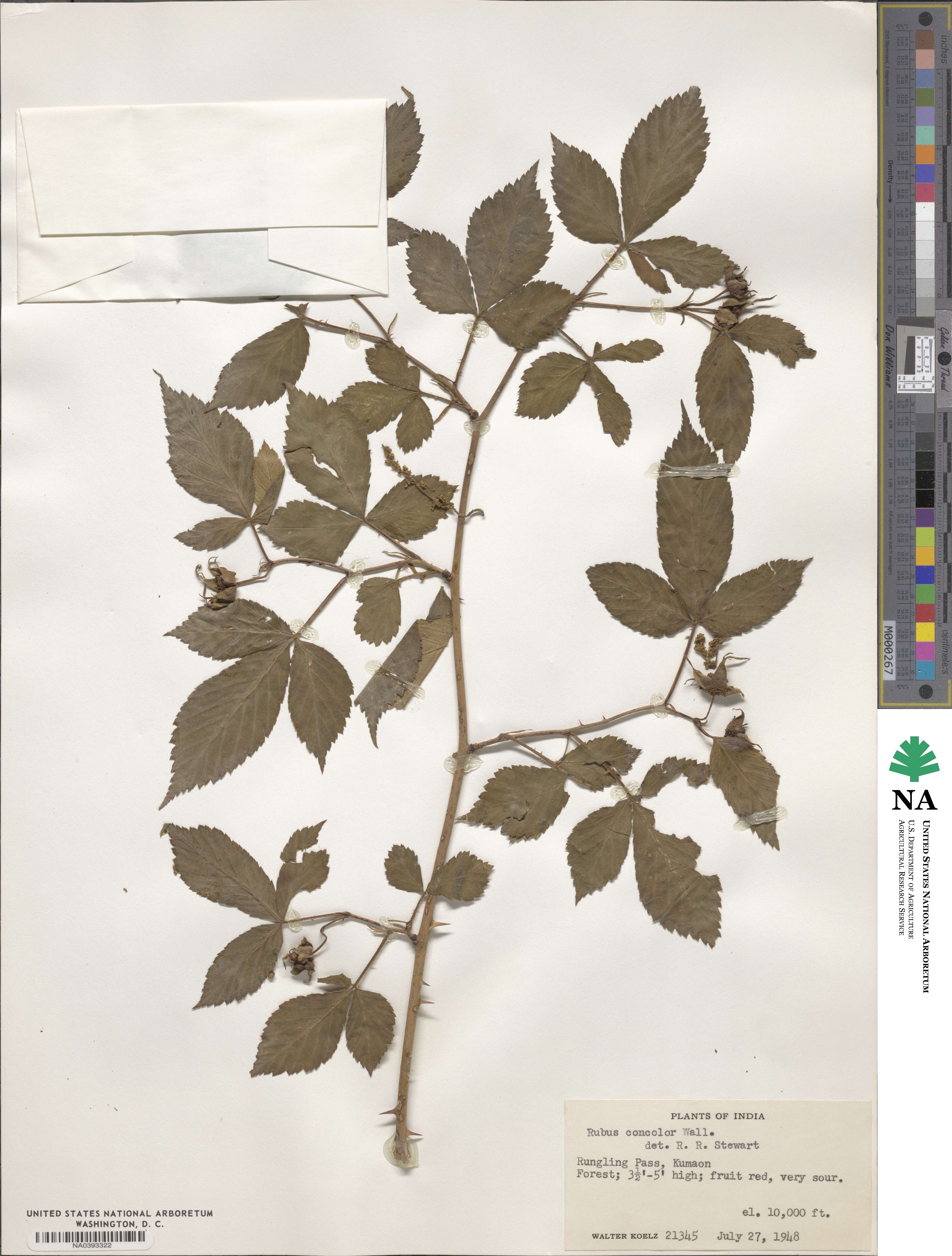 Rubus concolor image